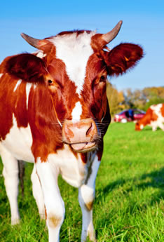 動物の権利・動物愛護に関する衆議院議員選挙候補者アンケート2014 